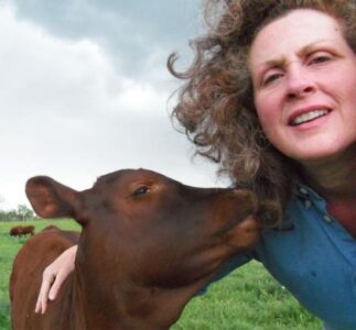 The Bull Quandary: Are you up to the challenge of keeping a bull? Image